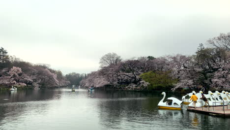 La-Gente-Navega-En-Botes-De-Ganso-En-El-Parque-Inokashira,-Japón-Con-Flores-De-Cerezo