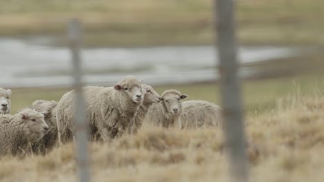 Herd-of-Merino-Sheep-in-Patagonia