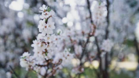 Kirschblütenbaum-Im-Frühling-In-Einem-Park-In-Korea