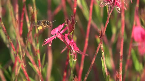 Bee-flying-over-a-pink-flower-surrounded-by-nature,-closeup