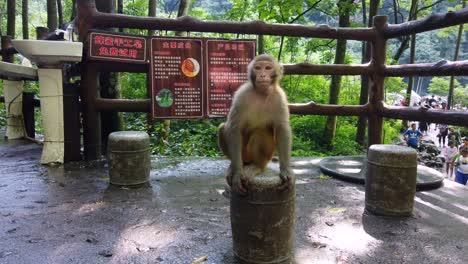 Zhangjiajie,-China---August-2019:-Affe-Isst-Ein-Stück-Frisches-Obst,-Das-Die-Touristen-Geschenkt-Haben,-Zehn-Meilen-Galerie-Affenwald,-Zhangjiajie-Nationalpark