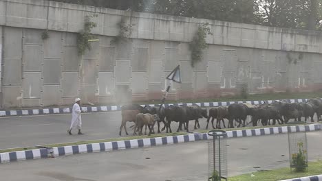 Buffalo-moving-in-from-of-Swatch-Bharat-Poster-by-the-road-side