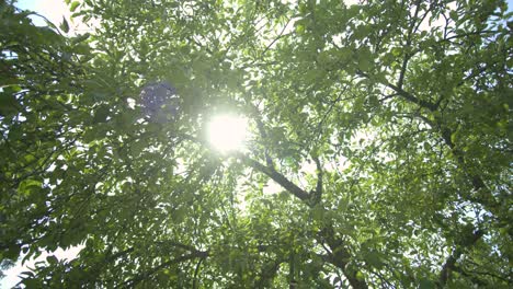 Dolly-Emotionale-Sonnenbeobachtung-Durch-Bäume-Und-Blätter