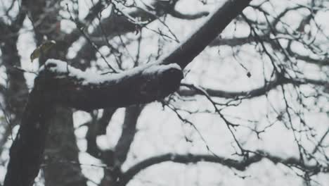 Zeitlupe:-Starker-Schneefall,-Ein-Baum-Im-Hintergrund