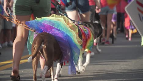 Dogs-Walking-in-River-City-Pride-Parade-in-Jacksonville,-FL