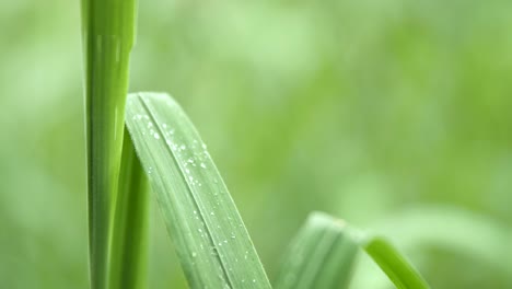 Close-up-shot-of-morning-dew-on-a-large-blade-of-grass-in-New-Zealand