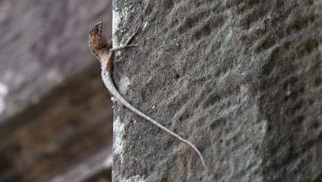 Close-Shot-of-Long-Tailed-Lizard-on-Vertical-Stone-Wall-Very-Still-Apart-From-Its-Eyes-Moving-and-Looking-Around