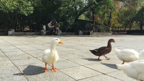 Un-Grupo-De-Patos-Caminan-Y-Las-Mujeres-Charlan-En-El-Parque-Central-De-Bundang,-Seongnam,-Bundang,-Gyeonggi-do,-Corea-Del-Sur