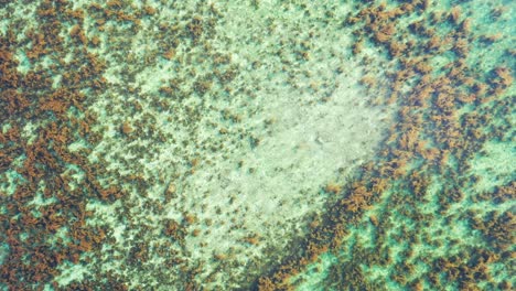 Hermoso-Arrecife-De-Coral-Y-Textura-De-Agua-De-Mar-Tranquila-Y-Cristalina