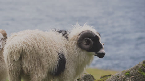 Schafe-Grasen-Auf-Den-Grasbewachsenen-Küstenhügeln-Der-Färöer-Inseln