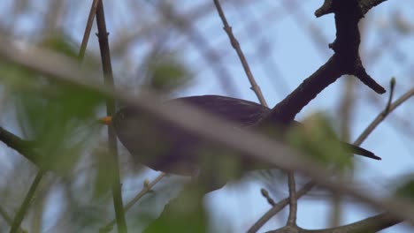 Medium-close-low-shot-of-a-young-Blackbird,-seen-from-different-angle,-concealed-by-greenery