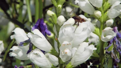 Una-Foto-Macro-De-Primer-Plano-De-Una-Abeja-Melífera-Recolectando-Néctar-En-Flores-Blancas-De-Clethraceae