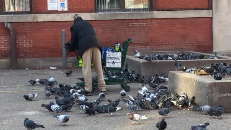 Hombre-Sin-Hogar-Con-Carrito-De-Compras-Alimenta-Bandada-De-Palomas