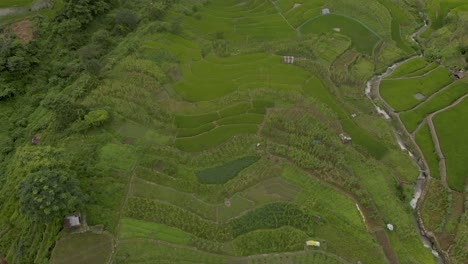 4k-Aerial-Top-Dolly-shot-of-Khonoma-Village-and-it's-terrace-farming-also-know-as-step-cultivation-of-Rice-Fields,-Nagaland,-India