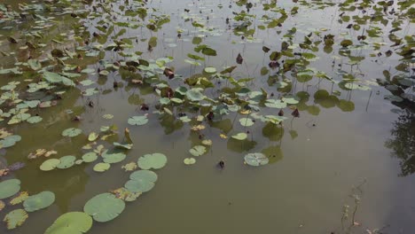 The-Dragon-and-Tiger-Pagodas-at-Lotus-Pond-in-Kaohsiung,-Taiwan