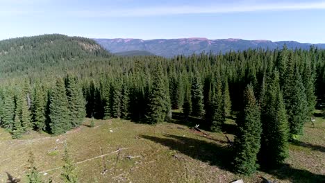 A-drone-shot-approaching-the-dense-pinewood-forests-of-Colorado