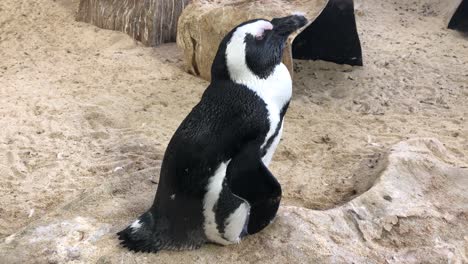 African-Penguin-in-an-indoors-habitat-of-Two-Oceans-Public-Zoo-in-Cape-Town,-South-Africa