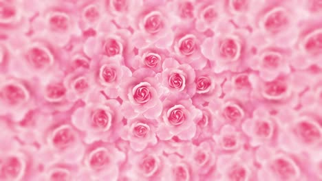 Pink-Rose-Flower-Loop-Background