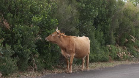 Static-tripod-shot-of-a-young-brown-cattle-eating-from-some-bushes-on-the-side-of-the-asphalt
