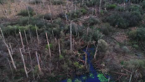 Drohne-Fliegt-über-Einen-Sumpfwald-Mit-Spärlich-Abgeernteten-Bäumen