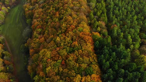 Drohnenflug-über-Wunderschönen-Herbstfarbenen-Wald-Und-Herbstlandschaft
