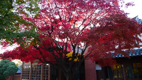 Colorida-Vista-Del-Paisaje-De-La-Licencia-Durante-El-Otoño-En-El-País-Del-Este-De-Asia