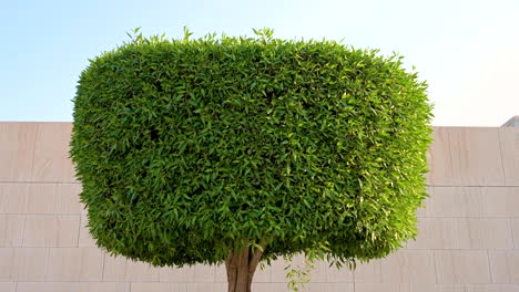Hermoso-árbol-Verde-Redondo-Decorativo-Ecológico-Que-Sopla-Con-Viento-Suave-Durante-El-Día-Con-Fondo-De-Pared-Sobre-El-Cielo,-Bahrein