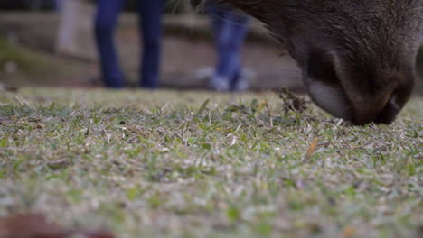 Male-Japanese-Sika-deer-or-buck-grazing-in-Nara-park,-low-close-up-shot