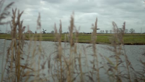 Dutch-windmills-turning-behind-reed-marshland-in-foreground,-camera-rising-reveal