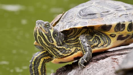 Nahaufnahme-Einer-Wilden-Schildkröte-Mit-Gelben-Und-Schwarzen-Streifen-Genießen-Sie-Die-Natur-Am-Teich