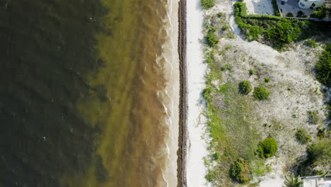 Cancun-beach-filled-with-sea-wrack-and-algae-next-to-the-resort-from-a-drone-perspective