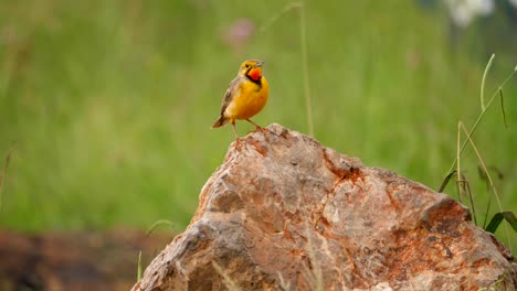 Cape-Longclaw-standing-on-rock-and-flies-away-toward-camera,-close-up,-selective-focus