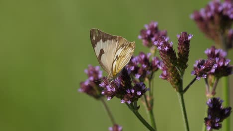 Brown-veined-white-butterfly-crawling-on-Tall-Verbena-blowing-softly-in-wind-on-sunny-day