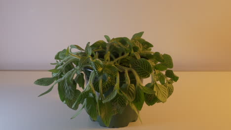 Grüne-Fittonia-Pflanze-In-Einem-Topf,-Die-In-Zeitlupe-Blüht,-Mit-Einer-Schlichten-Wand-Im-Hintergrund---Nahaufnahme