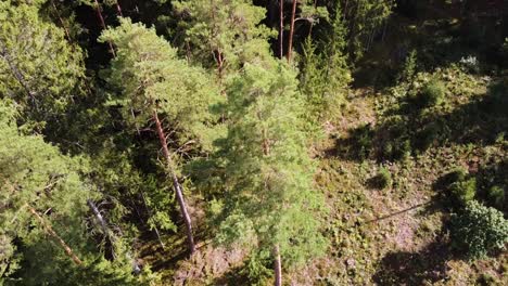 Aerial-drone-shot-while-drones-is-descending-and-landing-on-forest-floor-near-huge-conifer-tree
