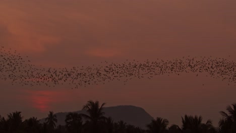 Large-colony-of-bats-flying-in-dusky-sky,-close-up