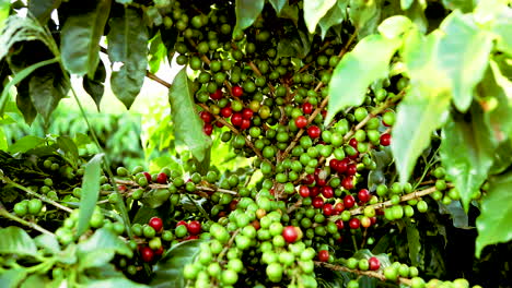 Abundantes-Cerezas-De-Café-Orgánicas-Rojas-Y-Verdes-Maduras-En-Un-Arbusto-Listo-Para-Ser-Cosechado