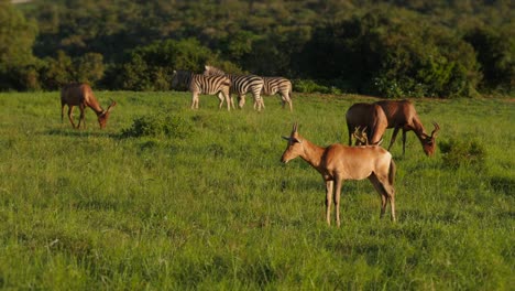 Red-hartebeest-on-wide-green-grass,-low-altitude-drone-parallax-shot