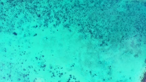 Korallenriffe-Wachsen-Auf-Weißem-Sand-Des-Meeresbodens-Unter-Kristallklarem-Wasser-Einer-Ruhigen-Türkisfarbenen-Lagune,-Meeresstruktur-An-Der-Küste-Von-Barbados