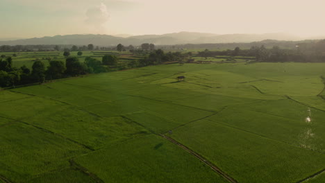 Rice-field-aerial-view-low-angle-panorama-during-sunset
