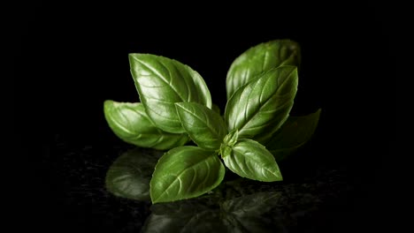 Close-up-shot-of-green-basil-falling-down-in-professional-studio-with-black-background