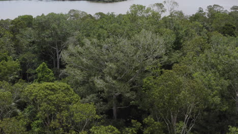 Trees-inside-rainforest-drone-moving-shot