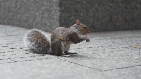 Ardilla-Comiendo-En-El-área-Urbana-De-Nueva-York,-Monumento-Y-Museo-Del-9-11,-Estados-Unidos