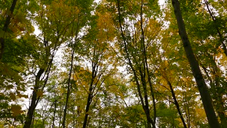 Vom-Waldboden-Aus-Gesehen-Wehen-Hohe-Bäume-In-Allen-Herbsttönen-Im-Wind
