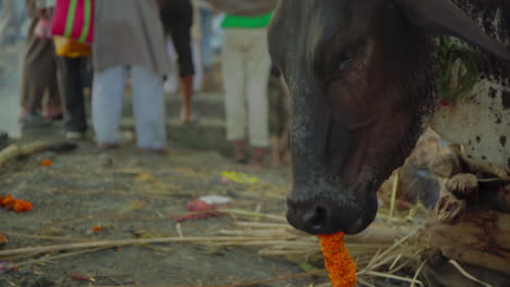 Un-Toro-Comiendo-Una-Línea-De-Flores-Naranjas