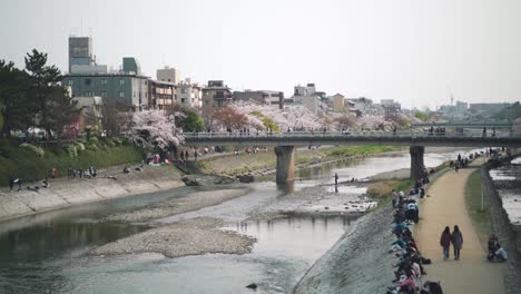 People-At-The-Riverbank-Of-The-Famous-Kamogawa-River-In-Kyoto,-Japan-During-Sakura-Blossom-Season---high-angle-slowmo-shot