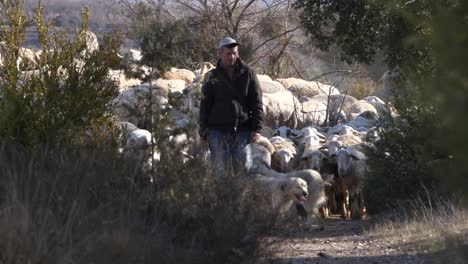 Shepherd-leads-flock-of-sheep-with-help-of-dog