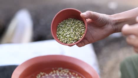 Raw-green-mung-slowmotion-on-clay-cup,-Cooking-Stock-Footage,-Kitchen-Stock-Footage,-Clay-Product-Stock-Footage