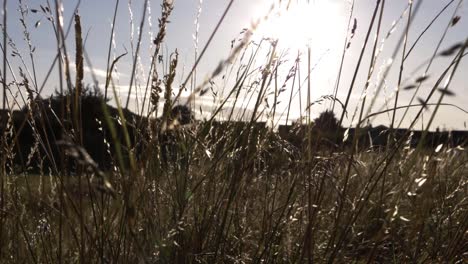 Walking-through-long-grass-in-summer-meadow-close-up-shot