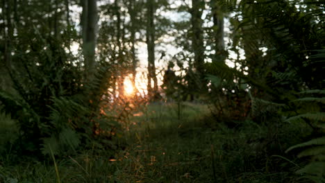Hombres-Caminando-Por-El-Parque-Forestal-Con-Frondosos-árboles-Y-Helechos-Durante-El-Vibrante-Amanecer